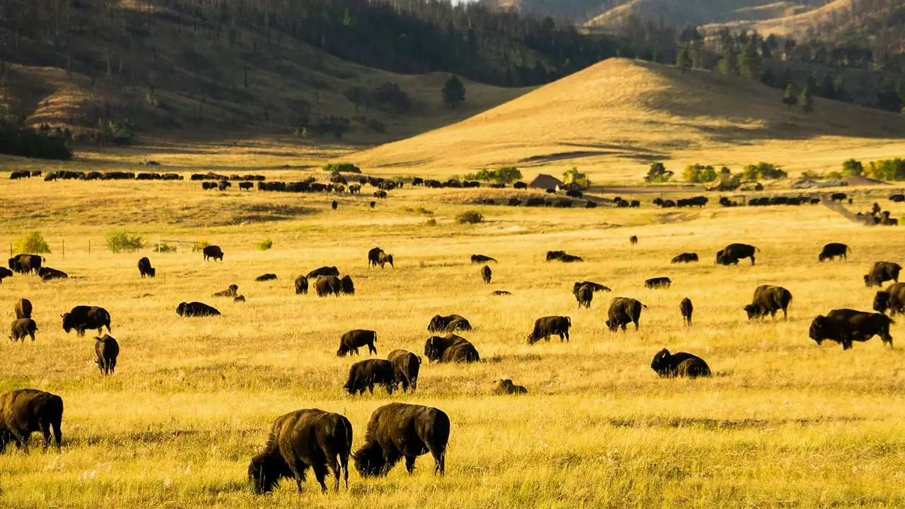 black-vista-rv-park-photos10